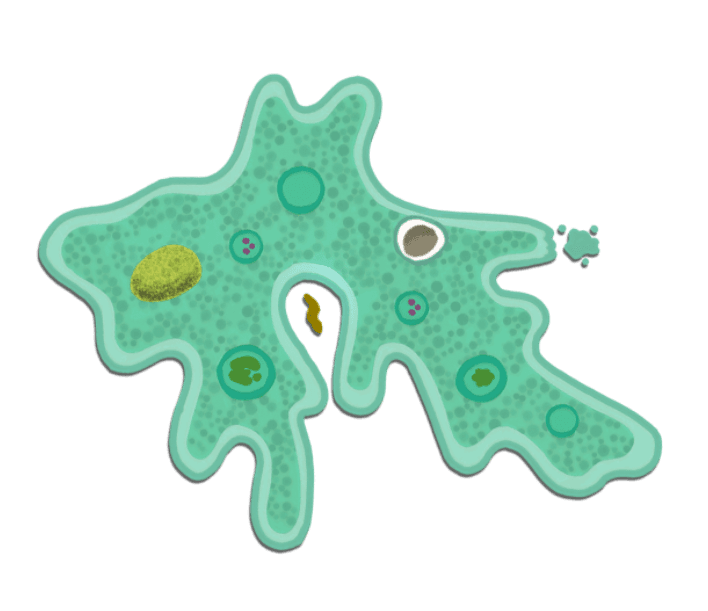 Ameba